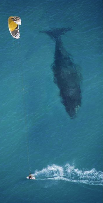 whale.png