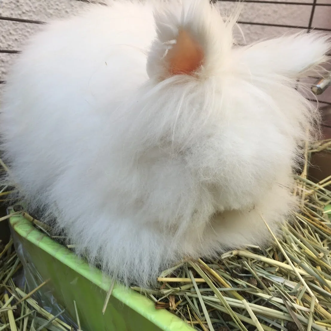 Kicking the Seat Podcast Ep 471 - "cinema" 