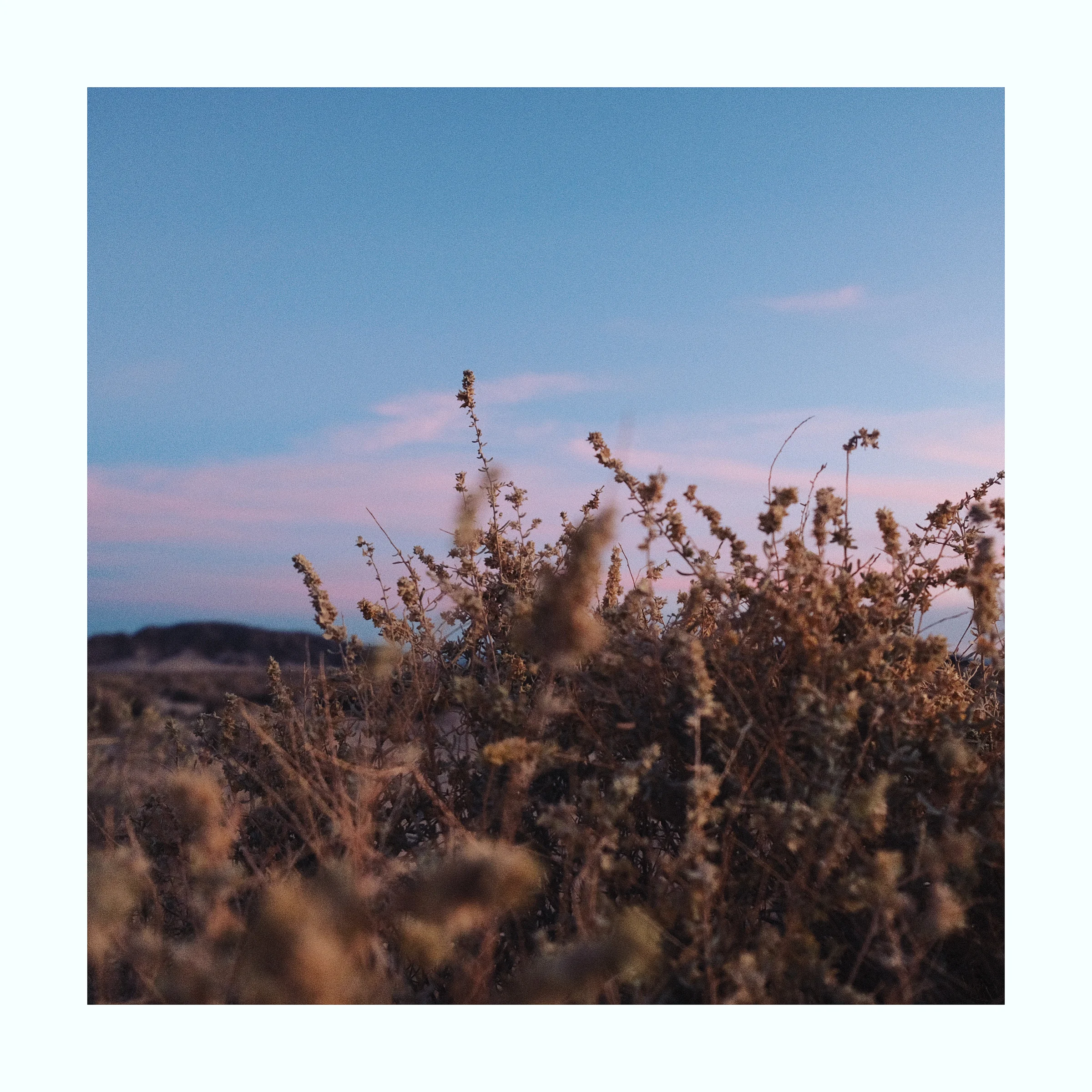 The California Desert