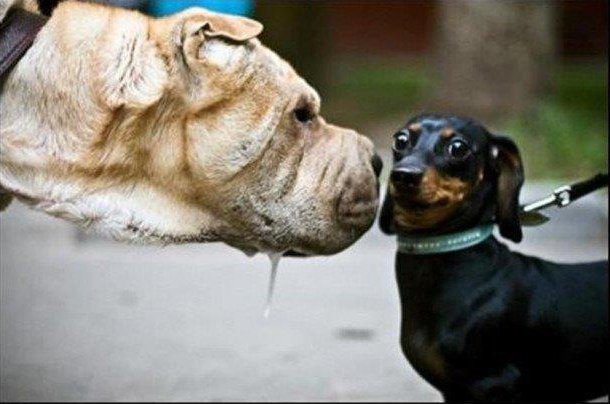 Image: gagdonkey.com