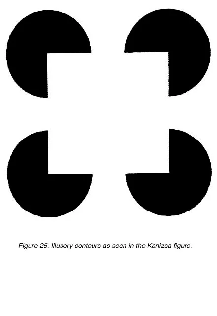 IMAGE SOURCE: http://webvision.med.utah.edu/imageswv/KANSQR.jpg