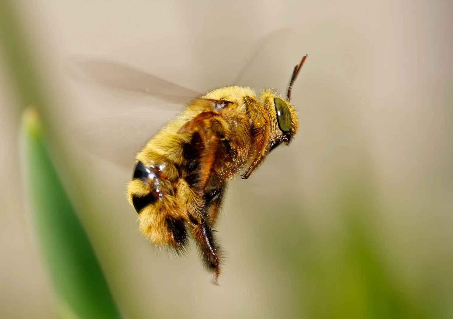 Image: www.photodom.com