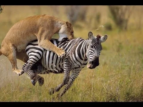 lion zebra.jpg