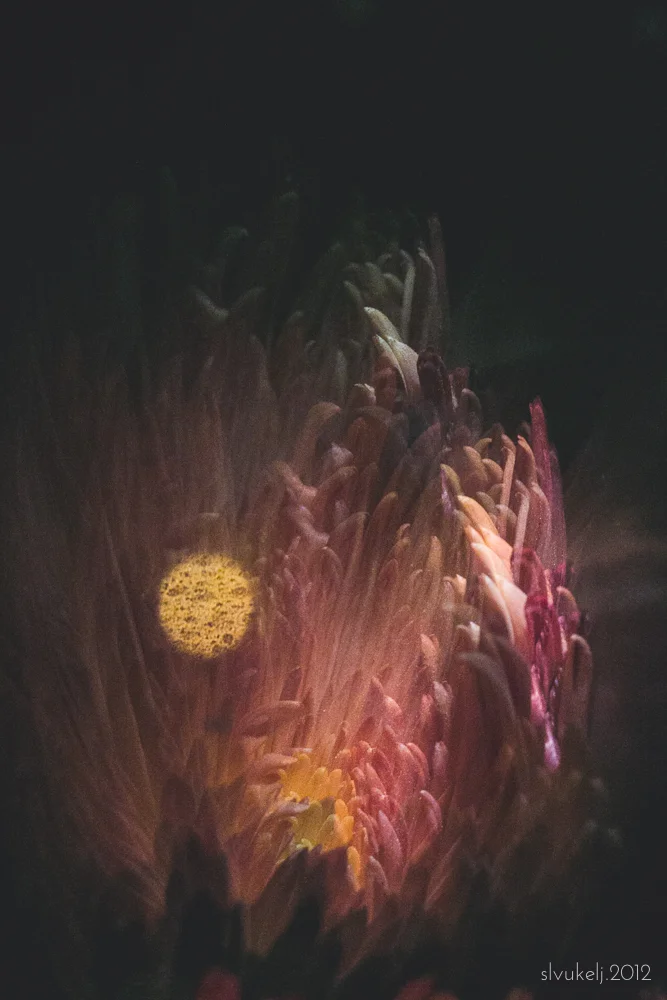 Transient