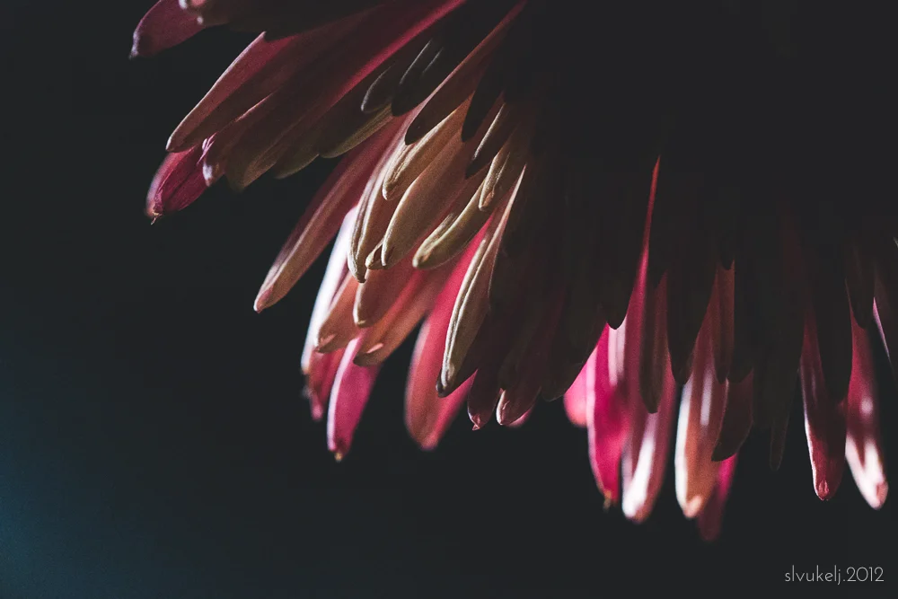 Transient