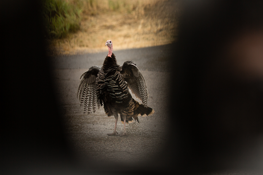  Our new friend. He liked our car so much, we had to back down a hill to keep from squashing him. 