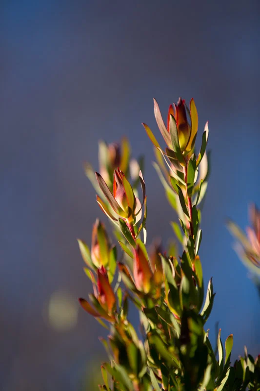 _11A8659.jpg