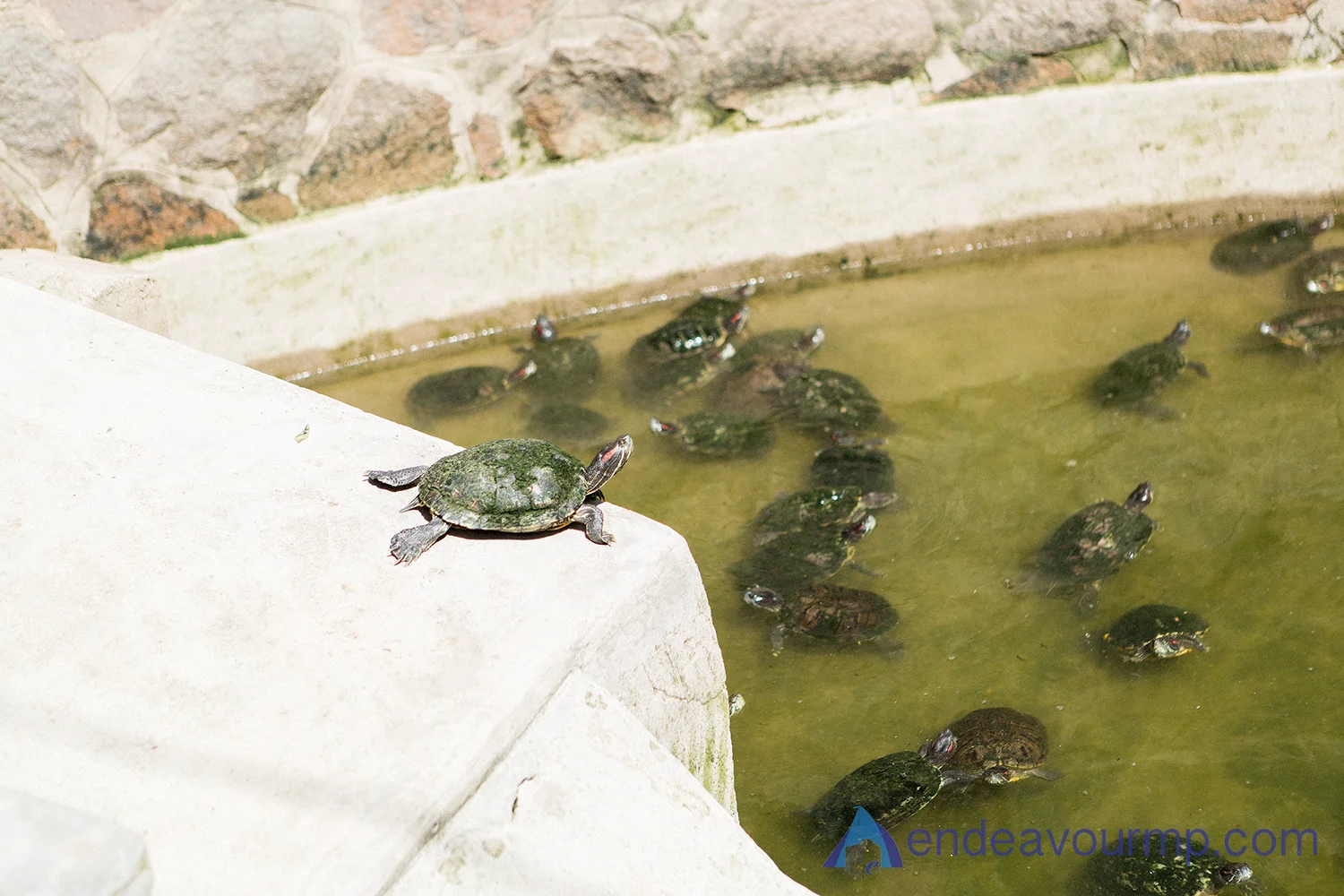 Temple Turtles!