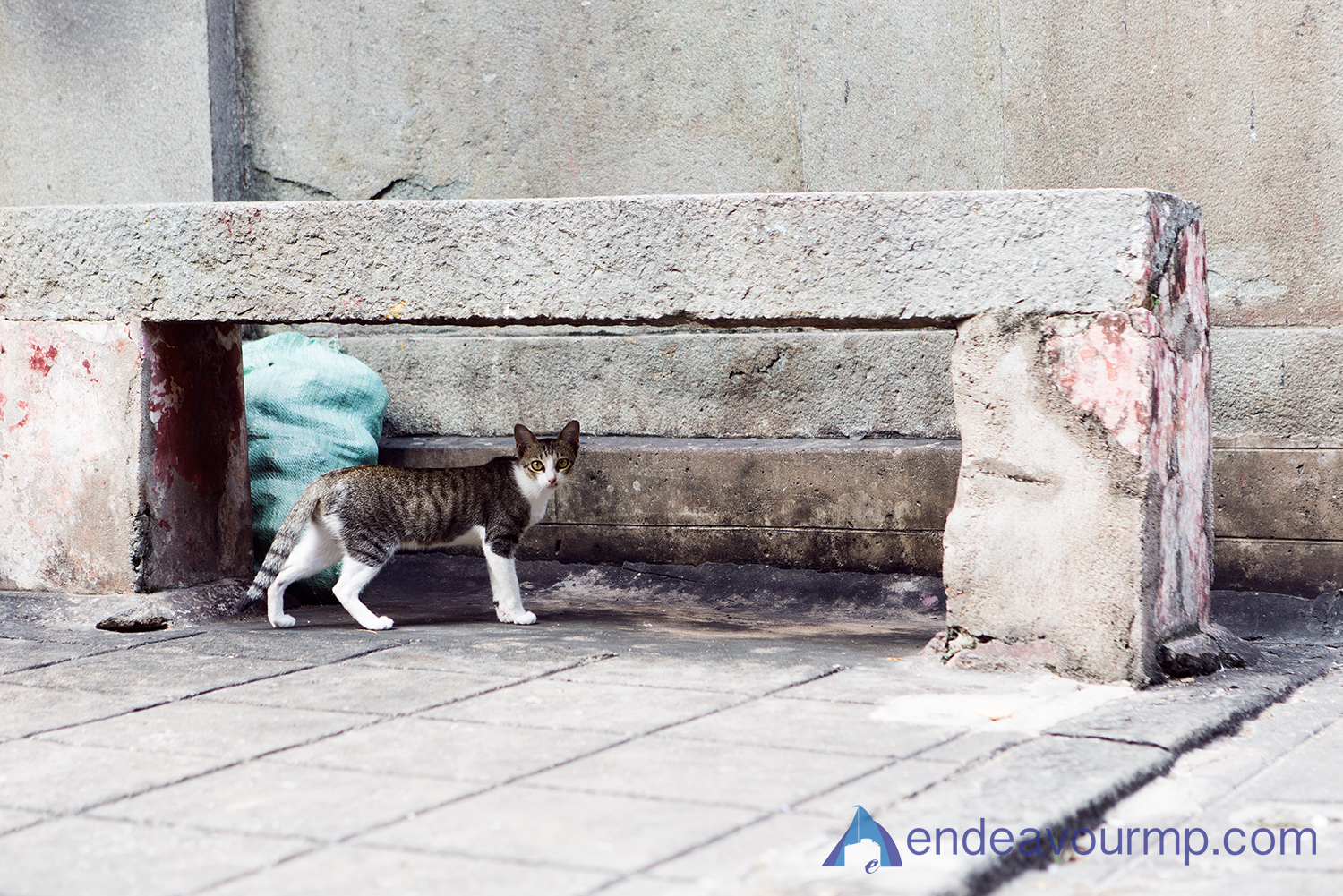 Temple Cat!