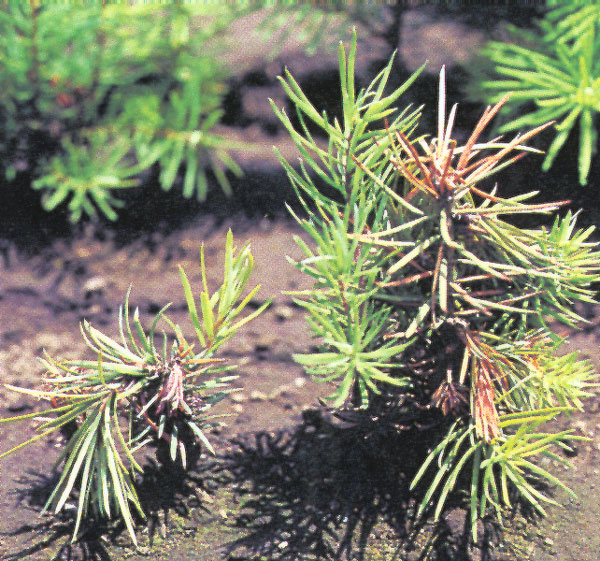 Planted seedlings, in the right soil, produces useful tree.