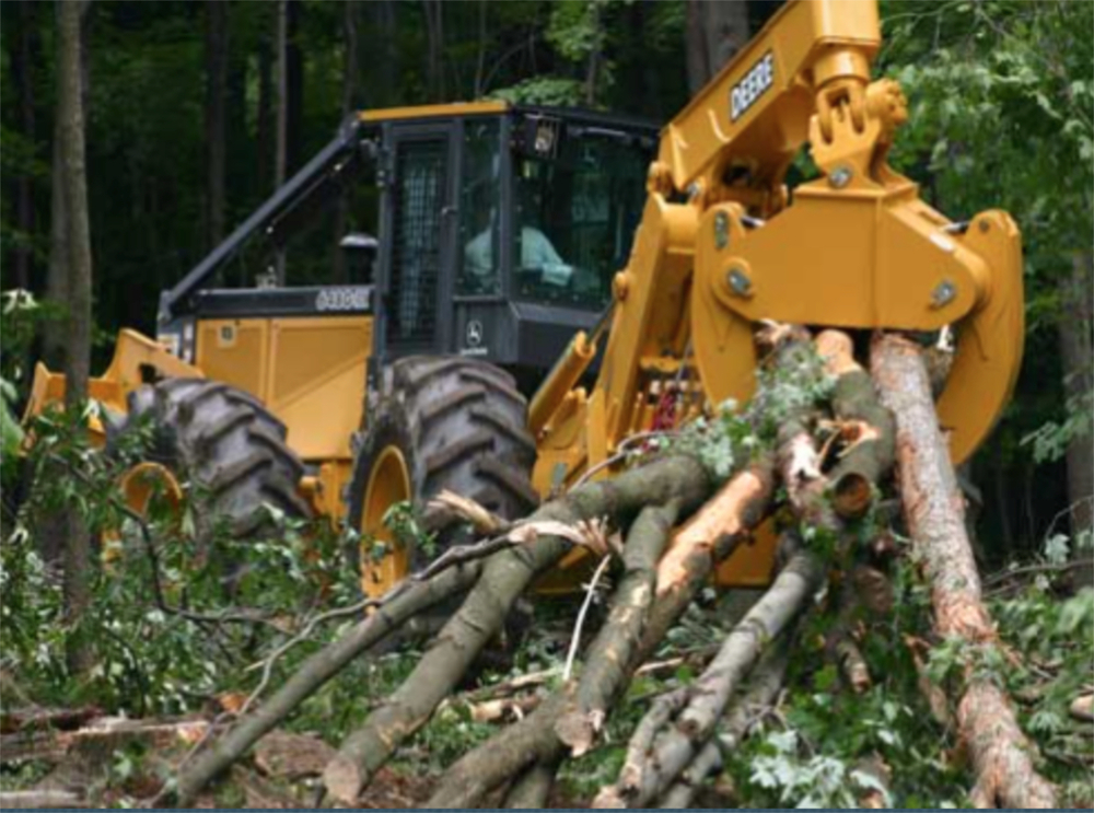 Tree Farm Cutting.jpg