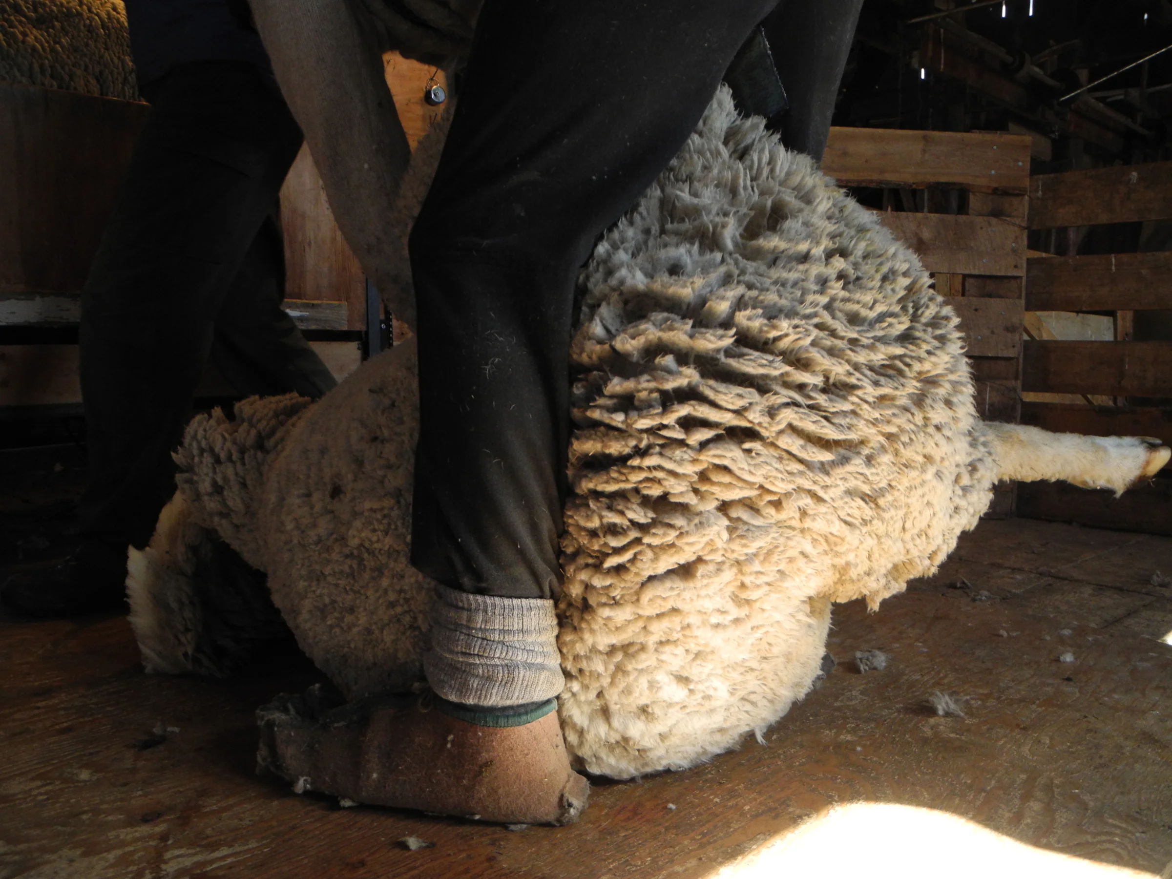 fleece.jpg