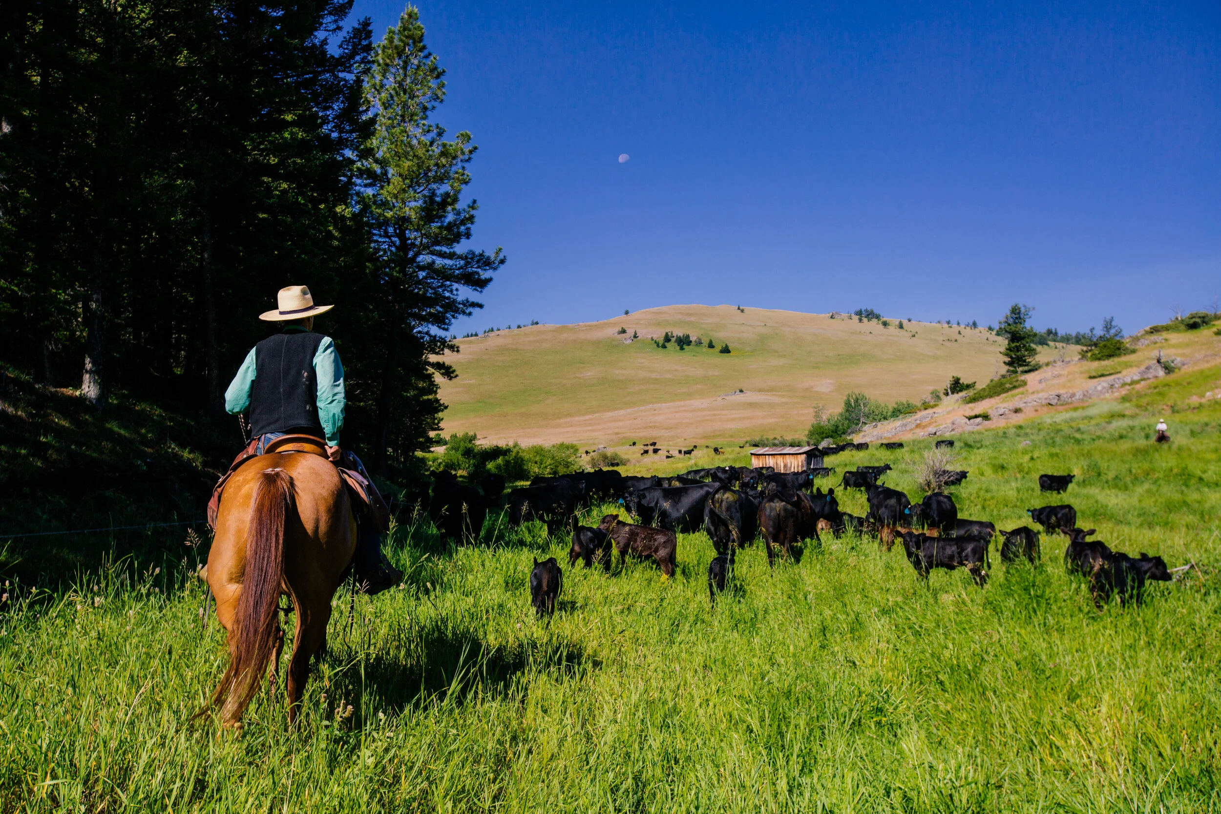 cooper pole creek.jpg