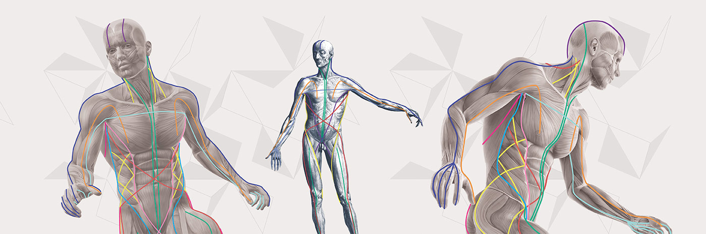 The Anatomy Trains myofascial meridians are represented by the colored lines that are superimposed on these figures. An even tone among these lines supports/allows for length and ease in the tissues and joints of the body. (Anatomy Trains images used with permission from Tom Myers.) 