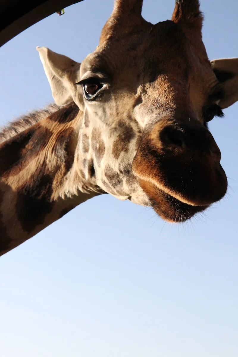 385012GiraffeManor-064web.jpg