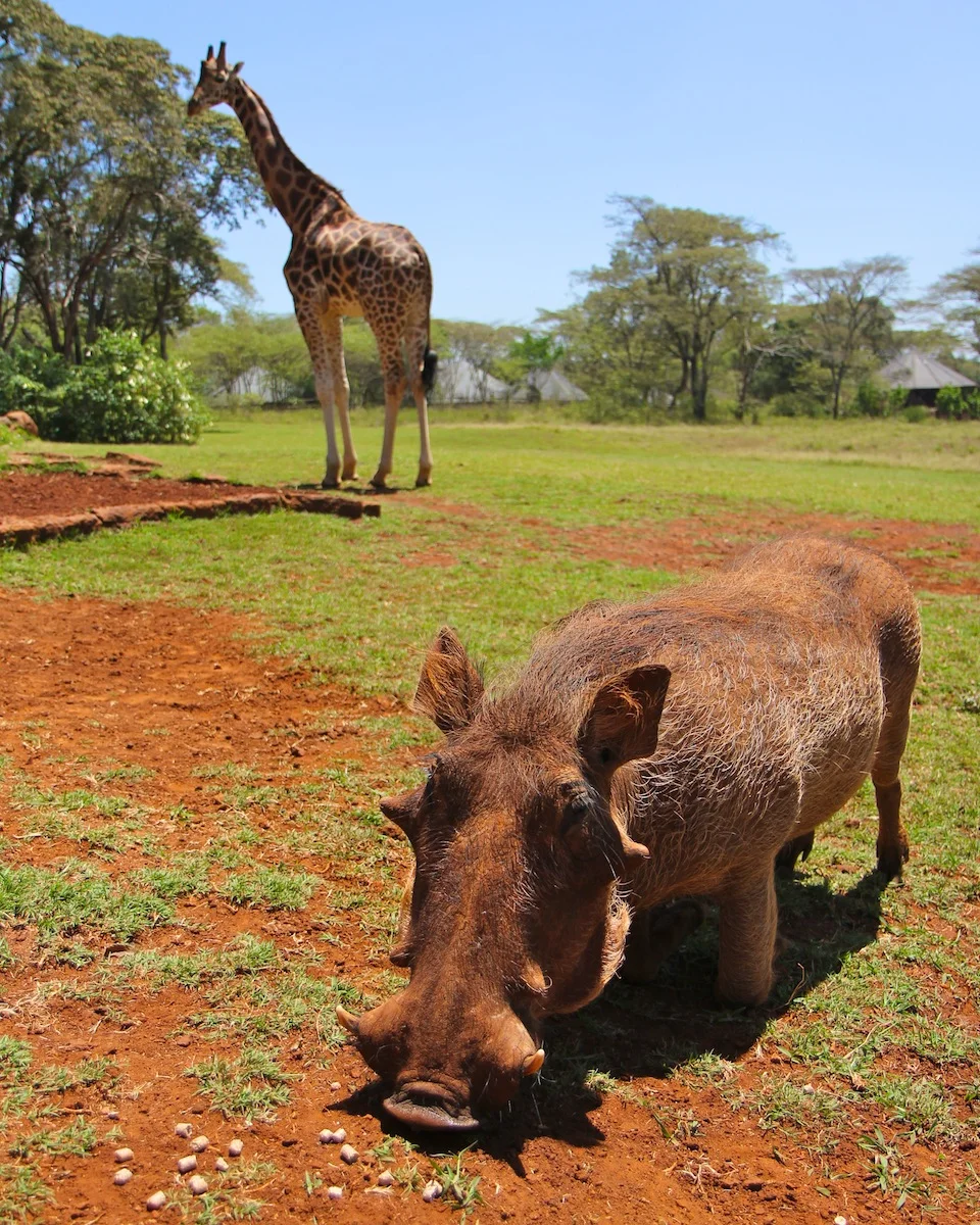 400012GiraffeManor-271web.jpg