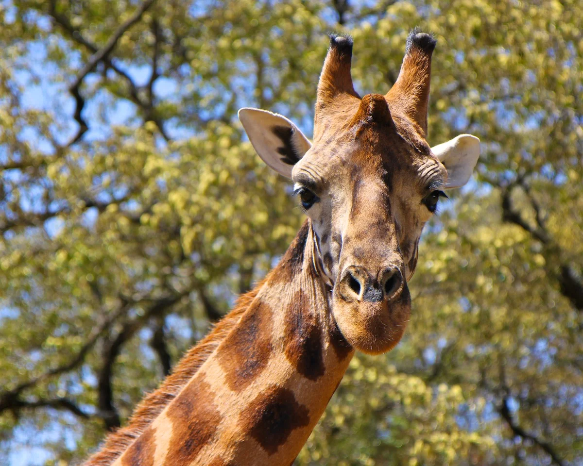 401012GiraffeManor-281web.jpg