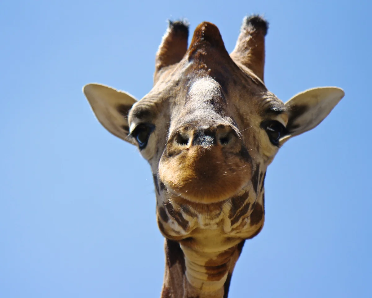 402012GiraffeManor-285web.jpg
