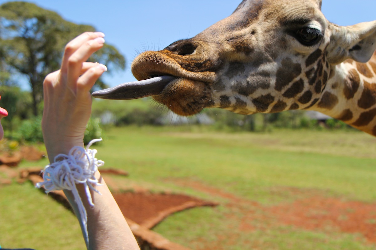 405012GiraffeManor-369web.jpg