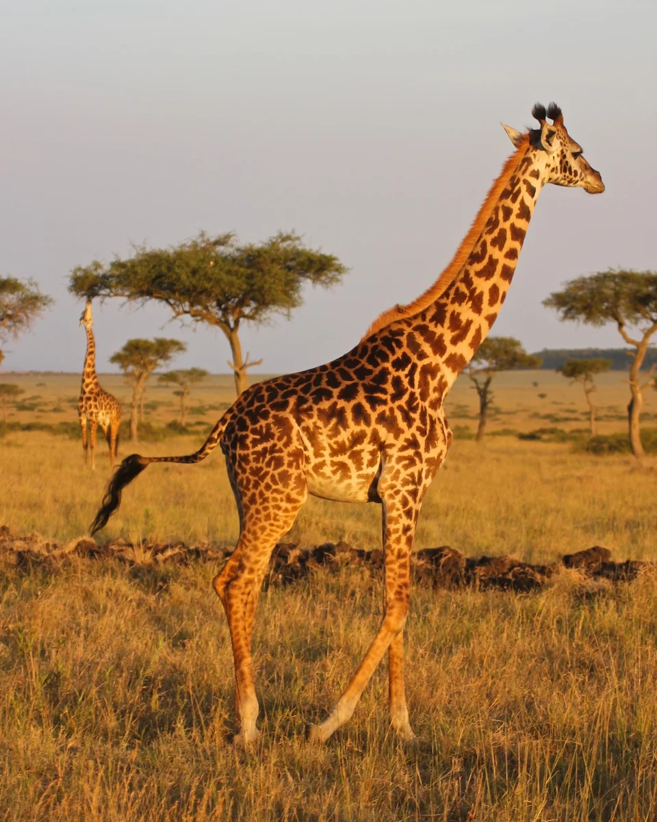559015AfricaDay4-981web.jpg