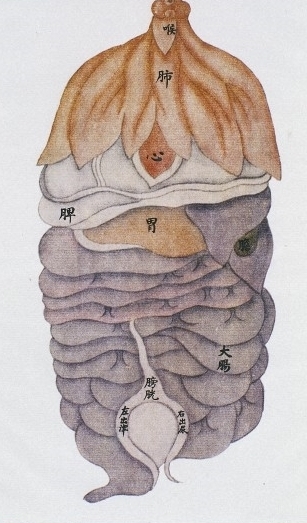 Chinese Medicine Organ System