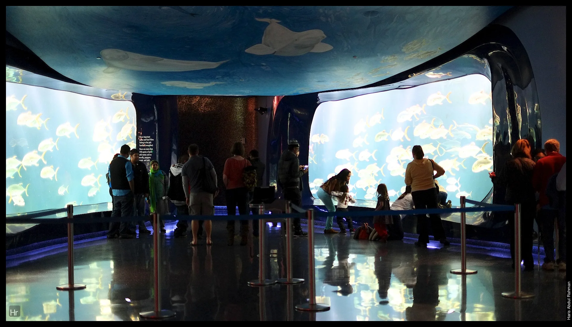 121207 Georgia Aquarium 5.jpg