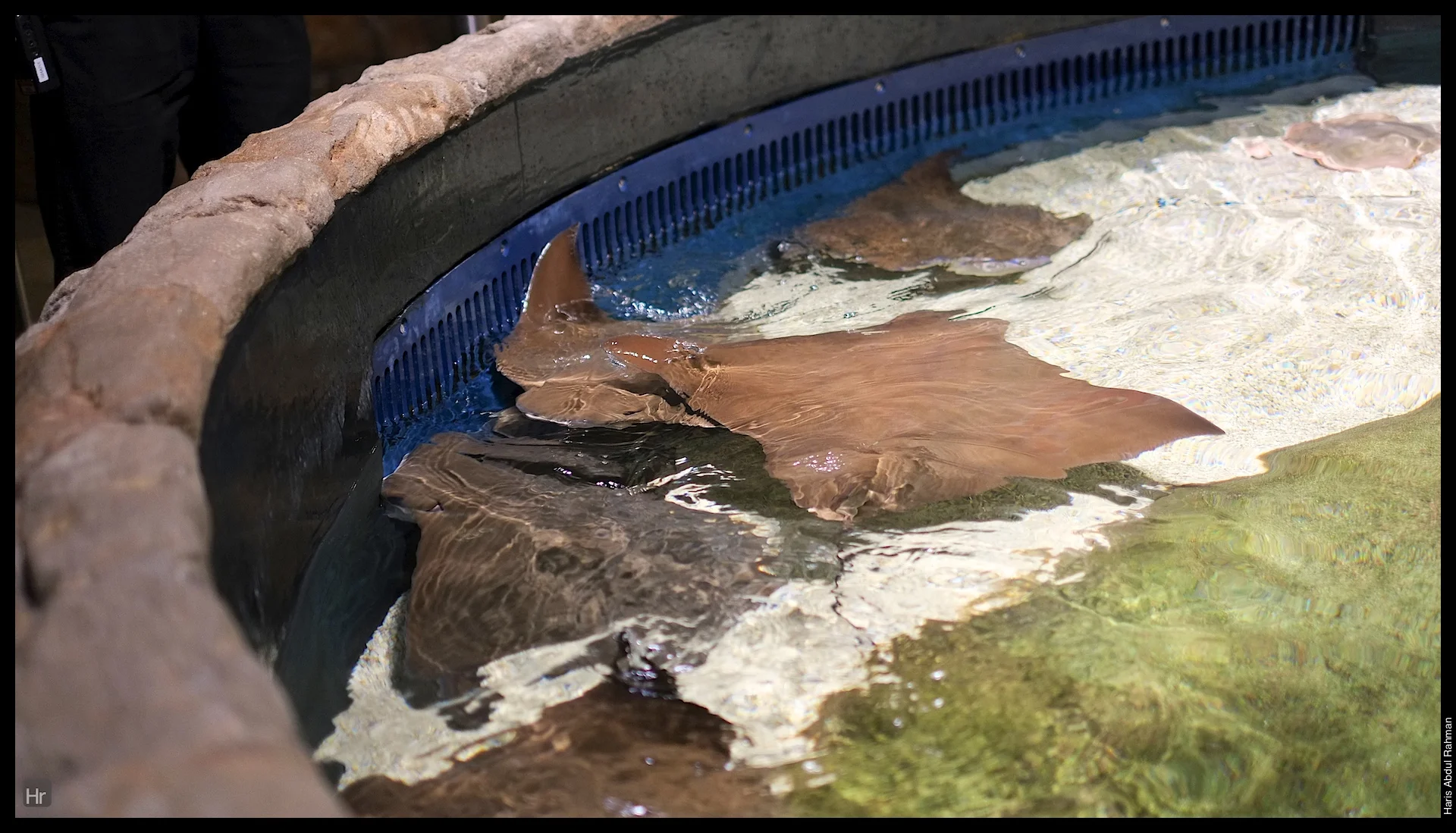 121207 Georgia Aquarium 7.jpg