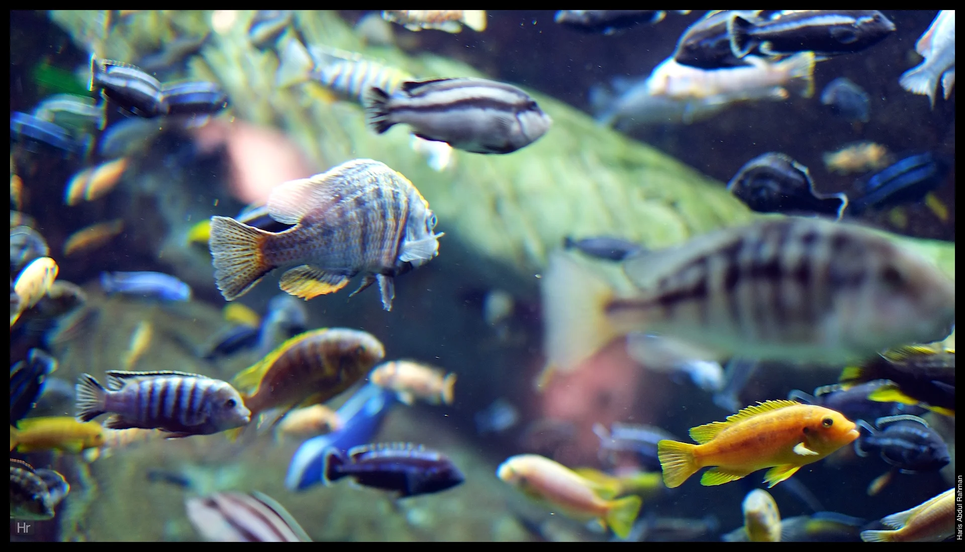 121207 Georgia Aquarium 12.jpg