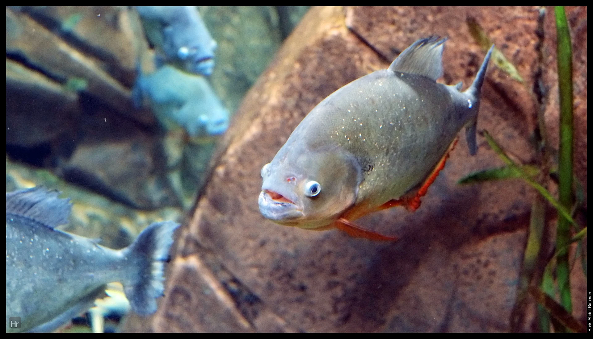 121207 Georgia Aquarium 17.jpg