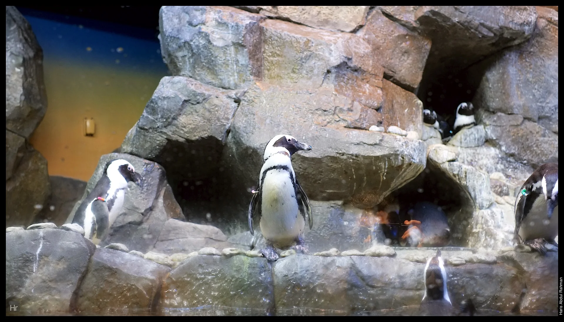 121207 Georgia Aquarium 21.jpg
