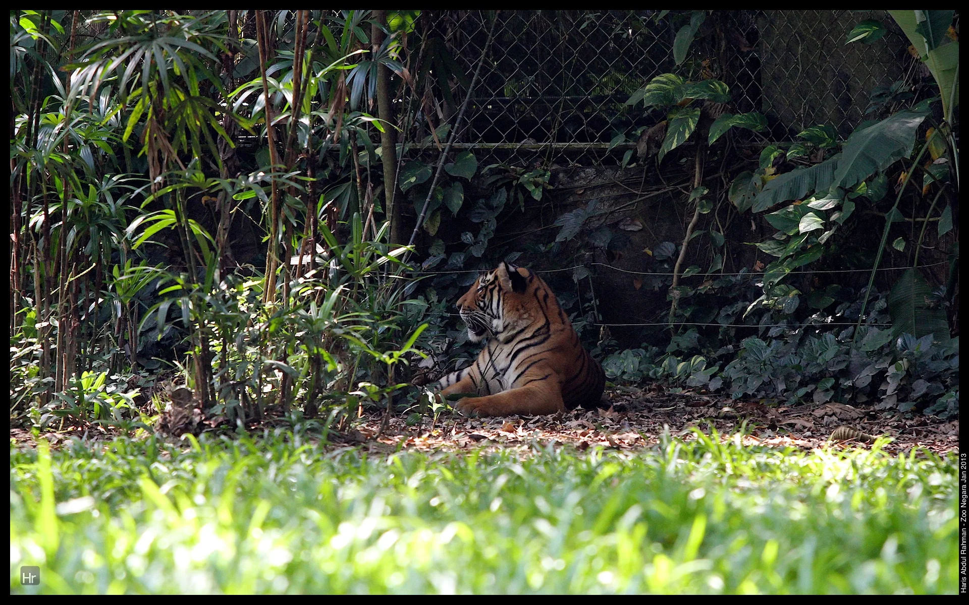 120127 Zoo Negara 3.jpg