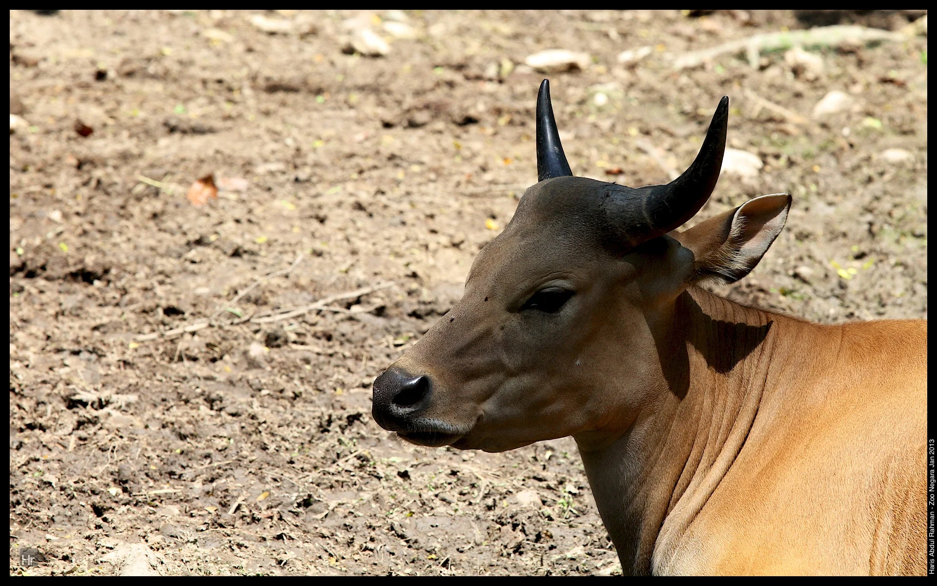 120127 Zoo Negara 4.jpg