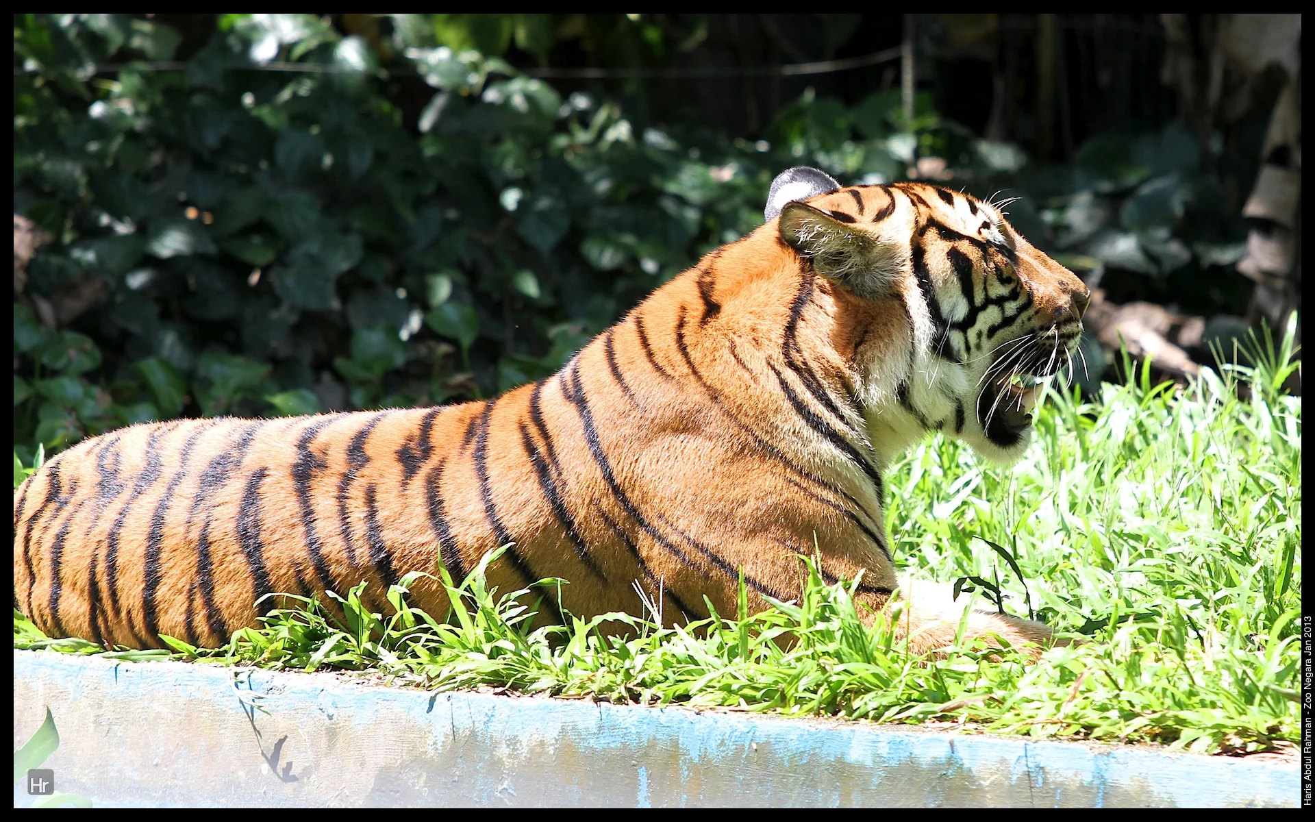 120127 Zoo Negara 9.jpg