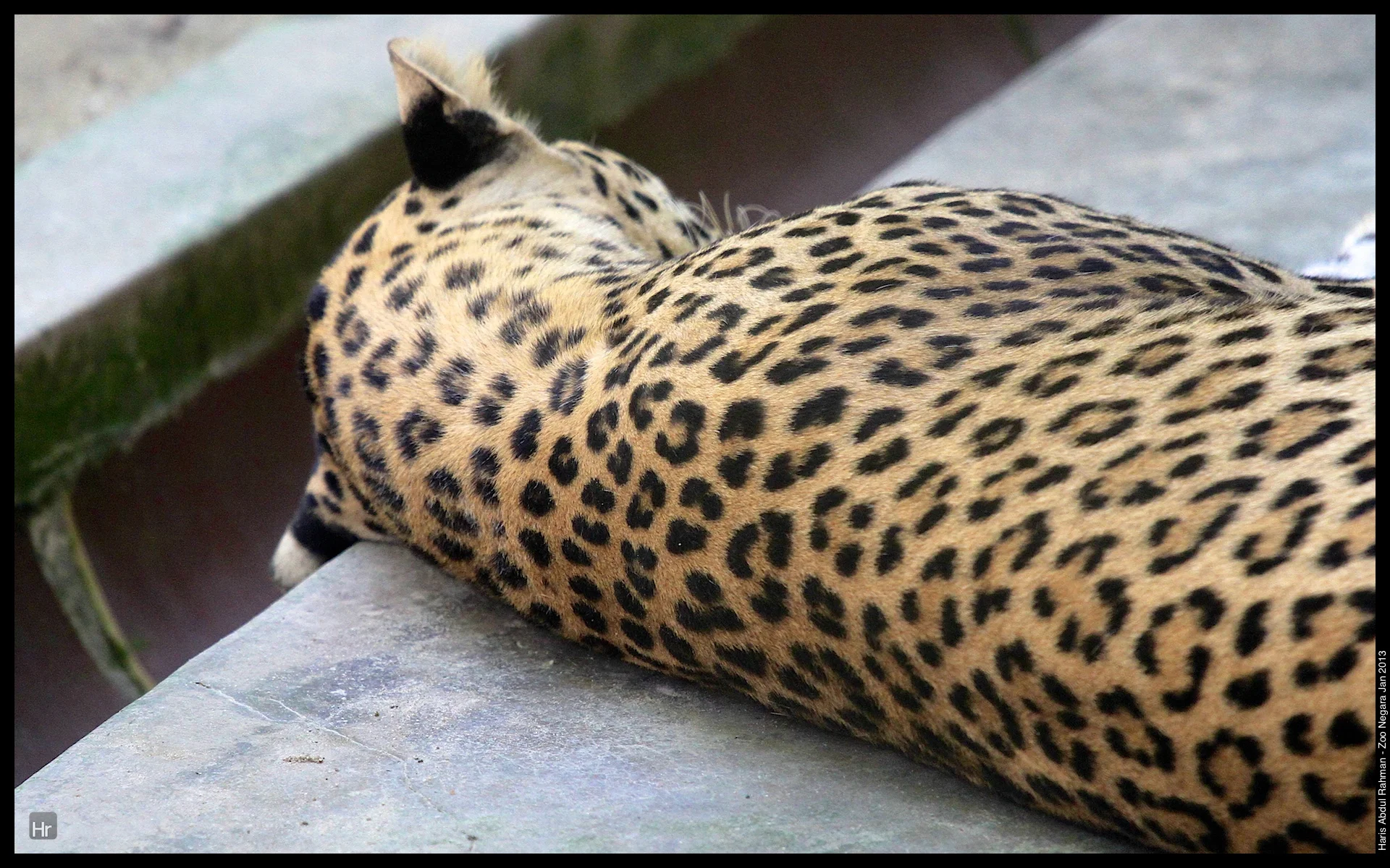 120127 Zoo Negara 10.jpg