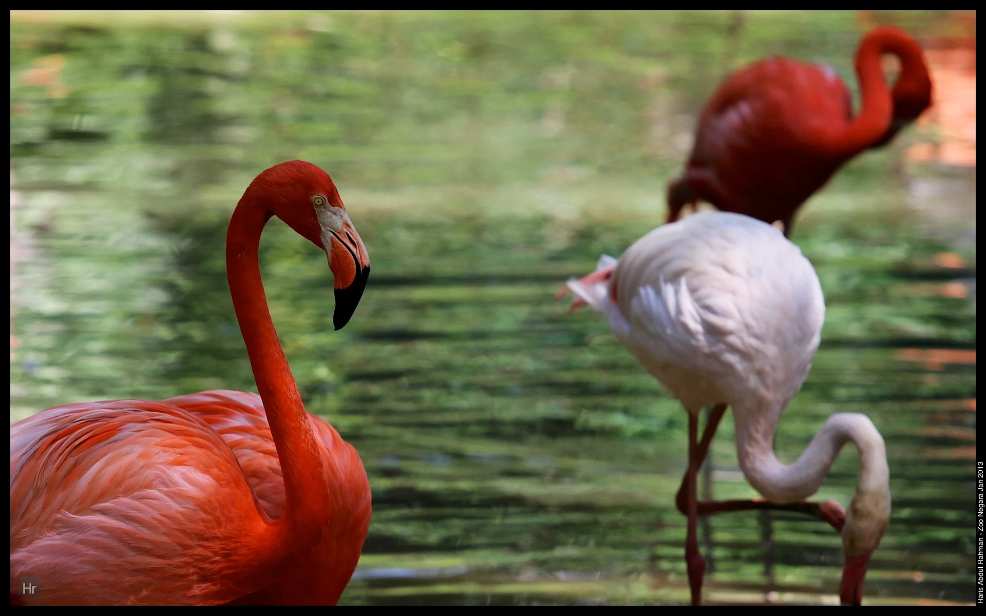 120127 Zoo Negara 13.jpg