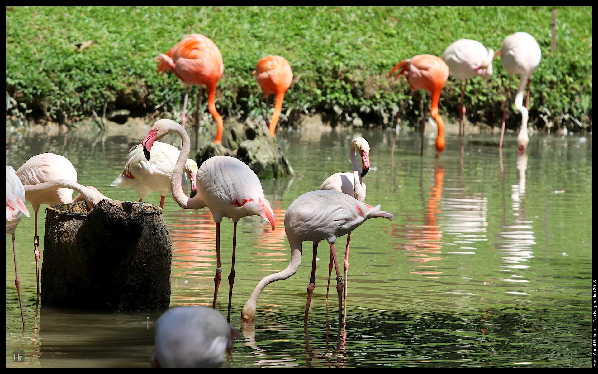 120127 Zoo Negara 14.jpg
