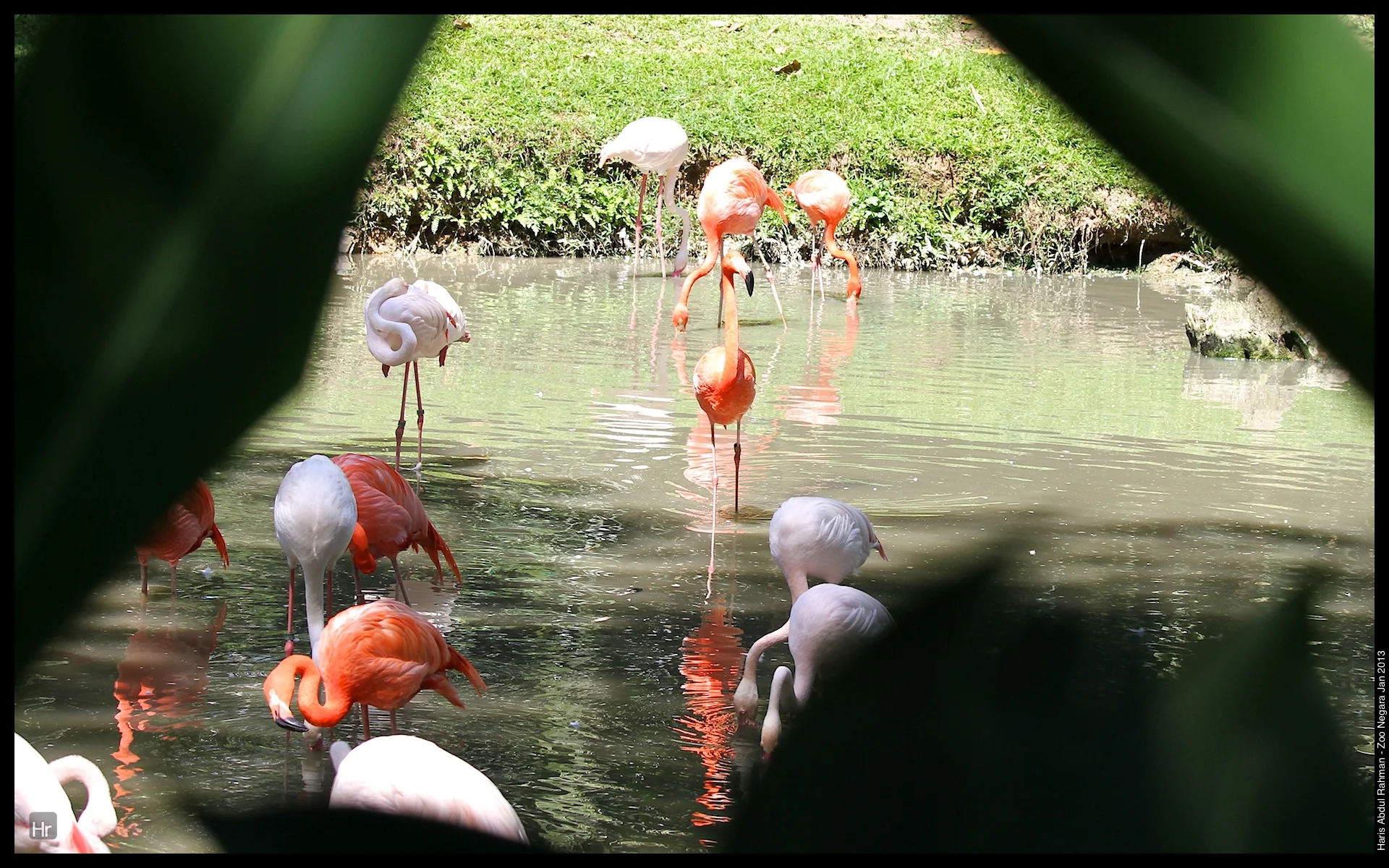 120127 Zoo Negara 15.jpg