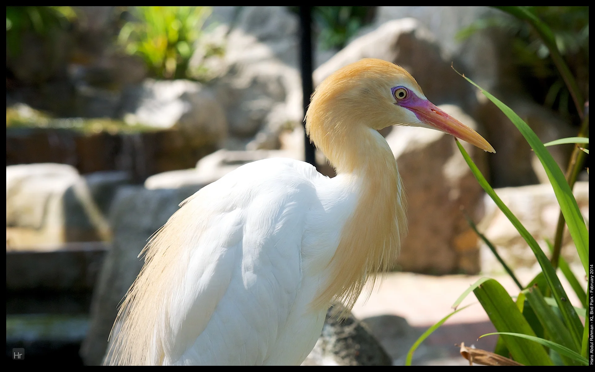 140223 KL Bird Park 2.jpg