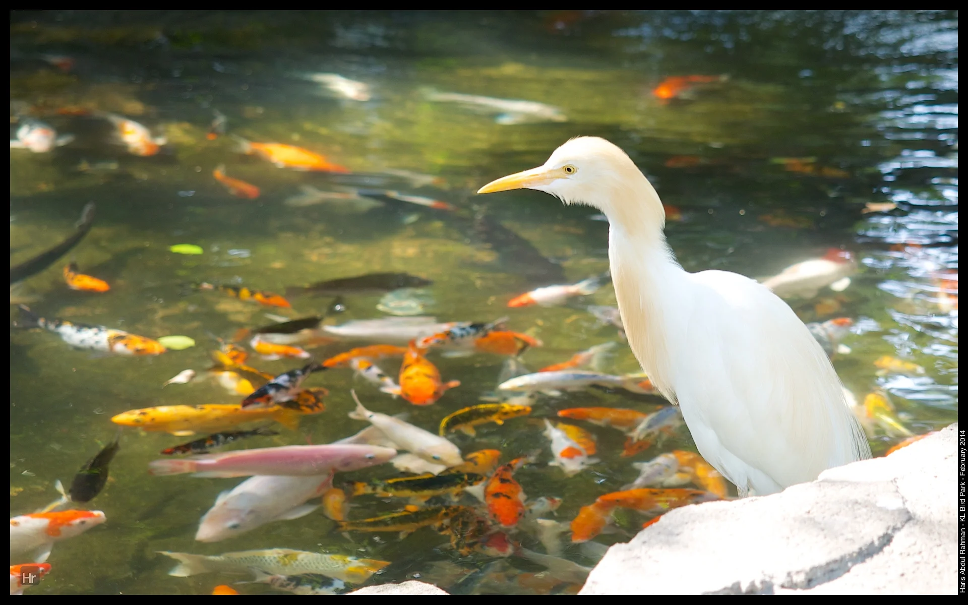 140223 KL Bird Park 4.jpg