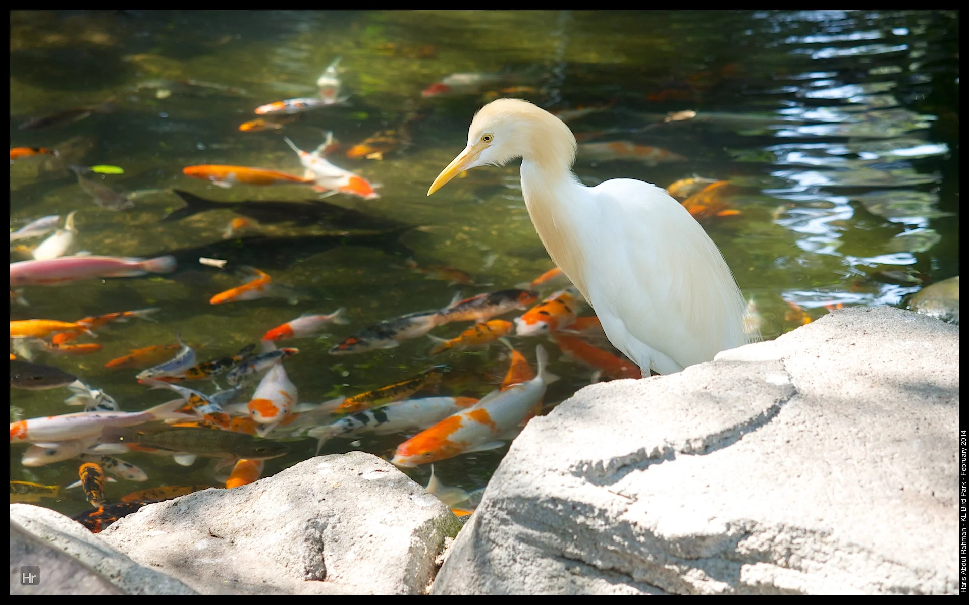 140223 KL Bird Park 5.jpg
