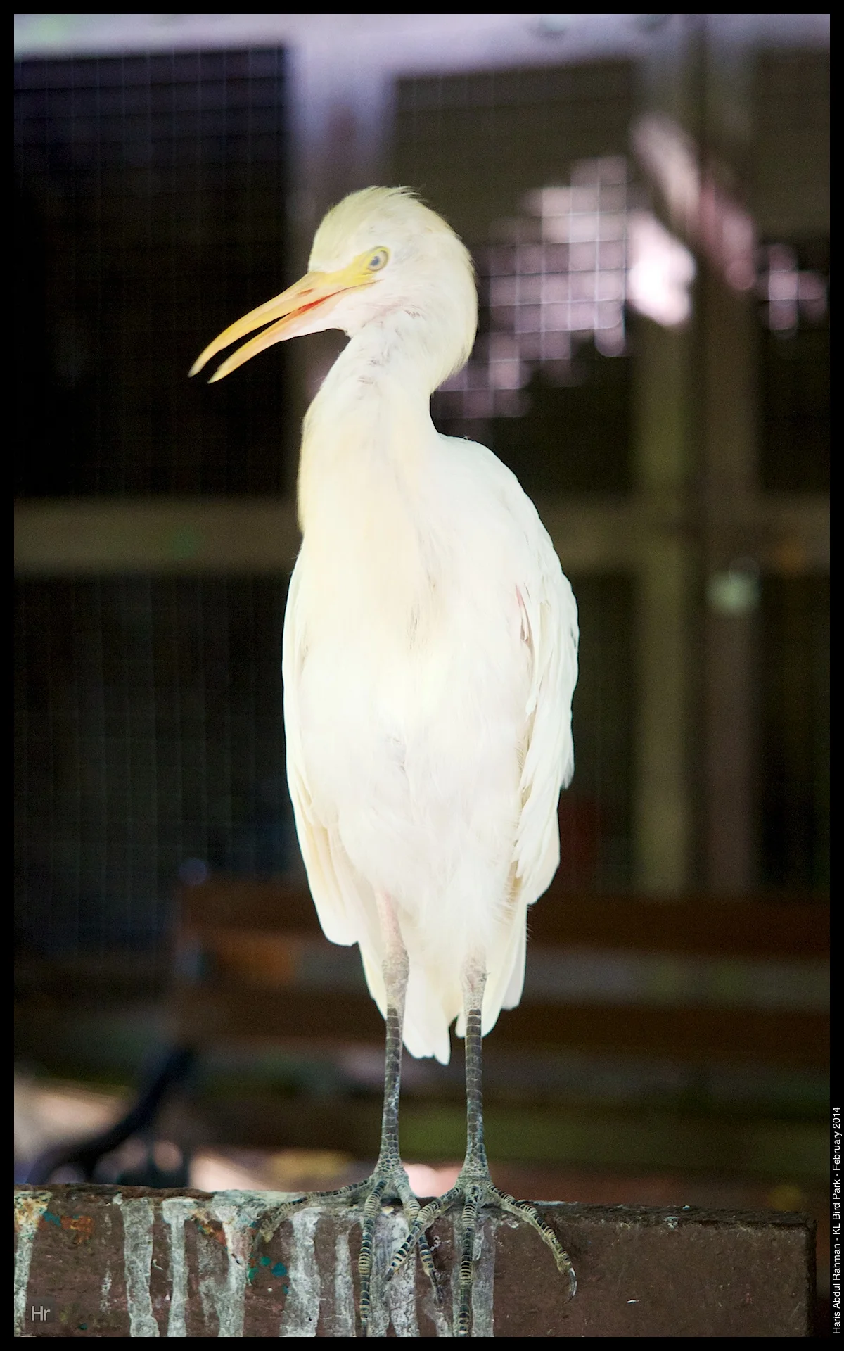 140223 KL Bird Park 15.jpg