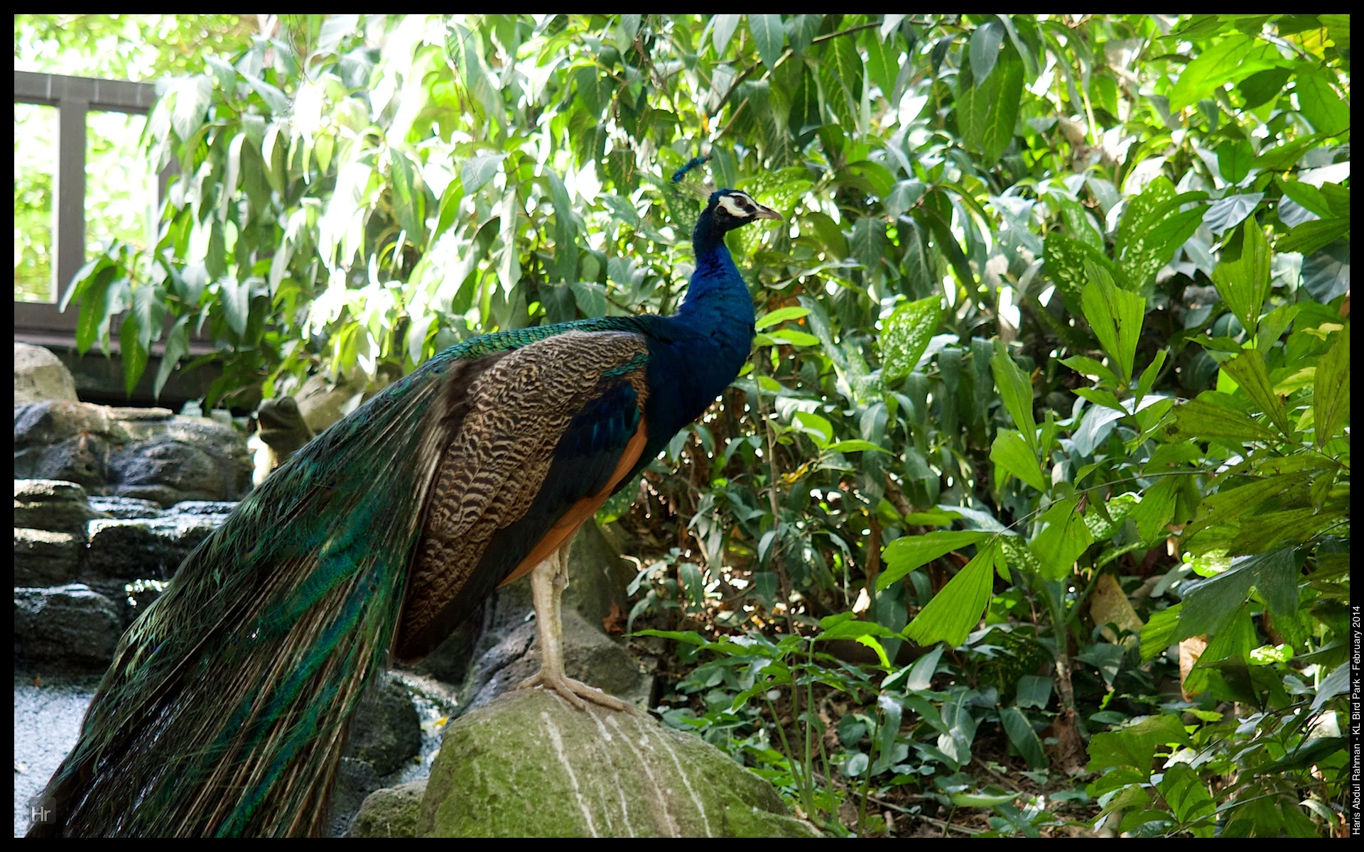 140223 KL Bird Park 14.jpg