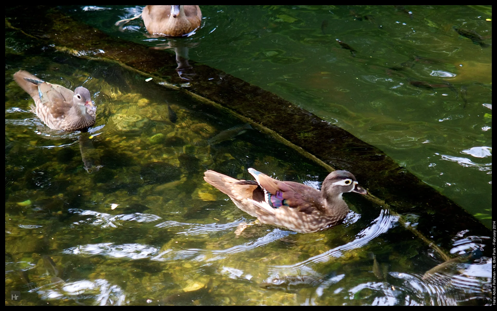 140223 KL Bird Park 22.jpg