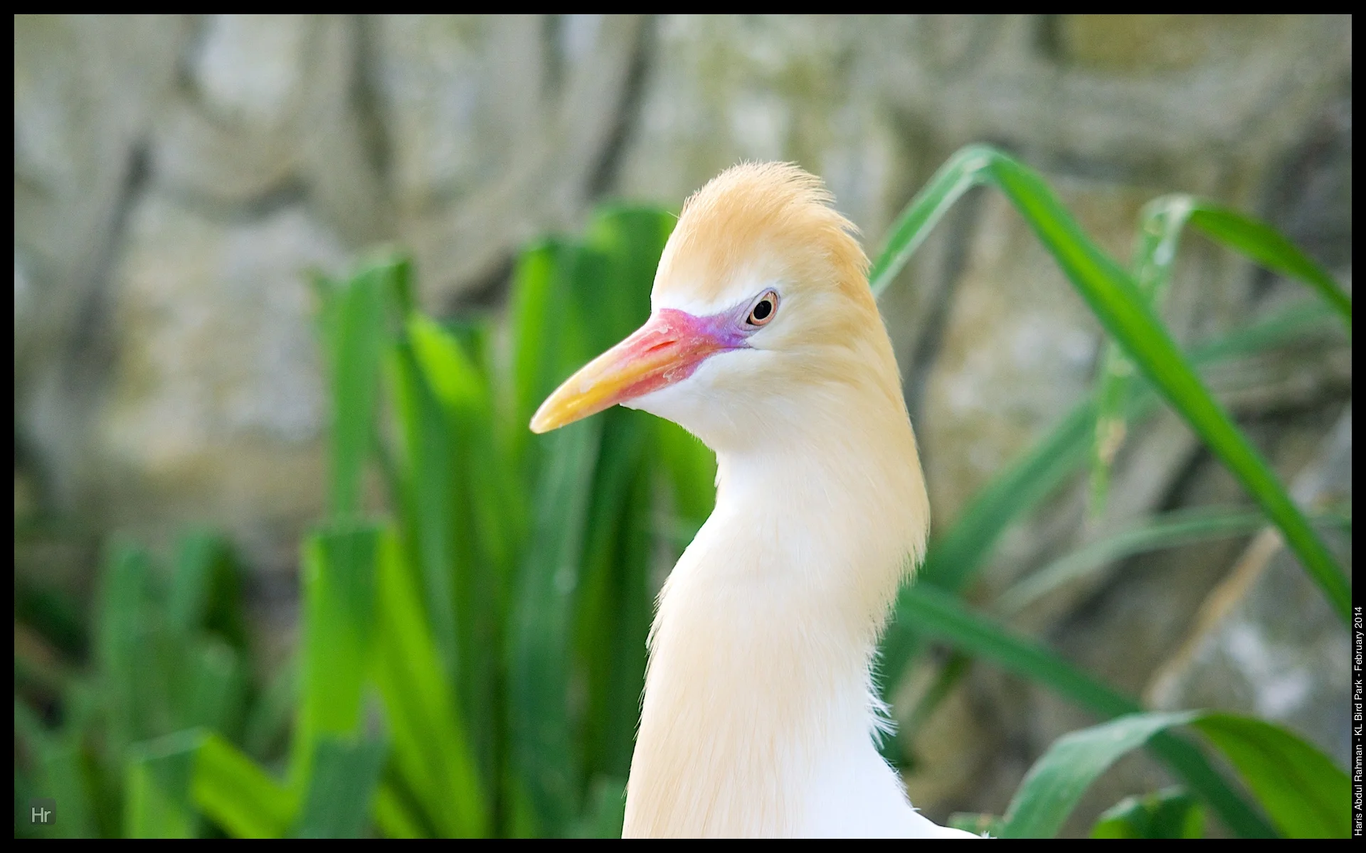 140223 KL Bird Park 24.jpg