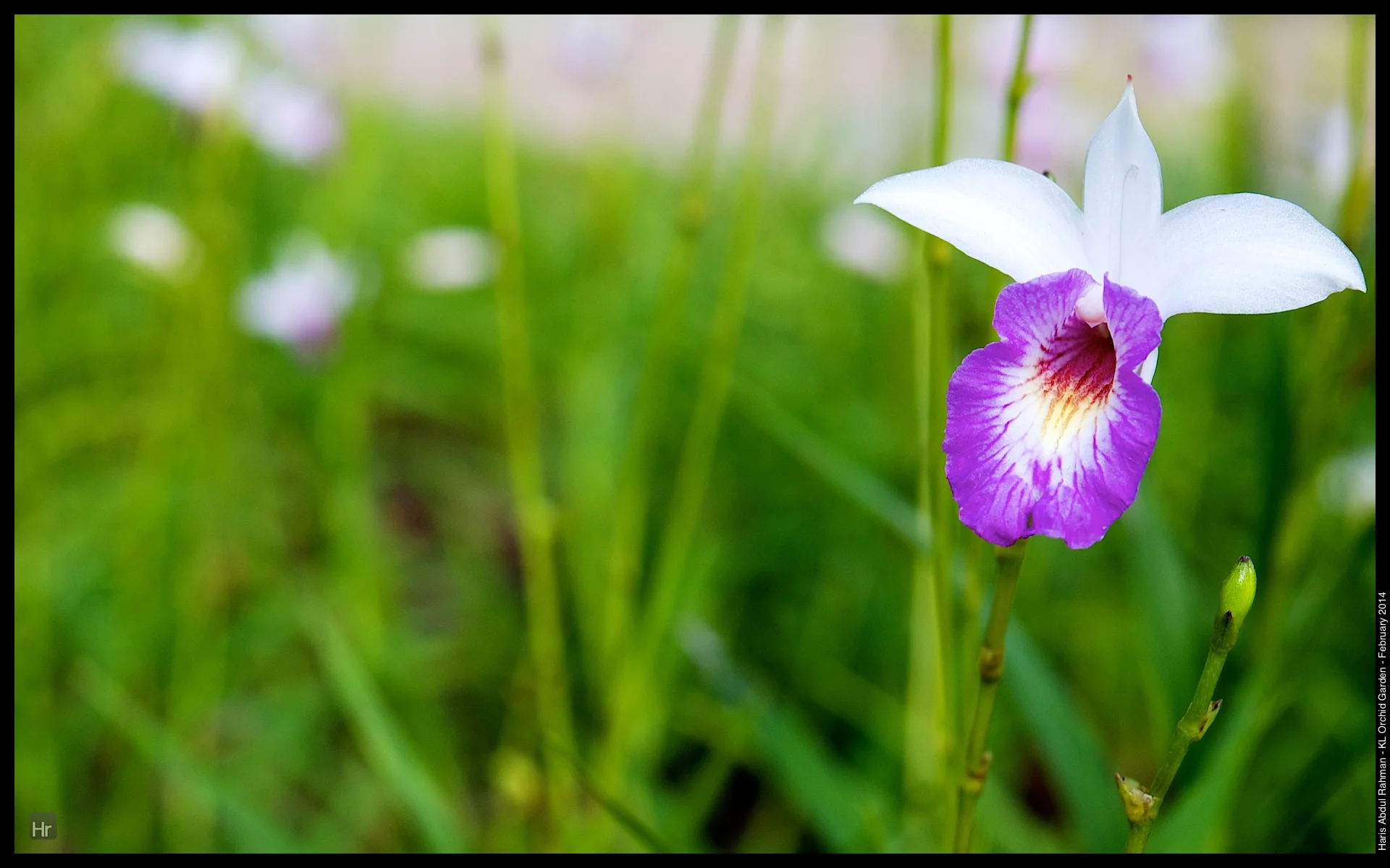 140223 Orchid Garden 8.jpg