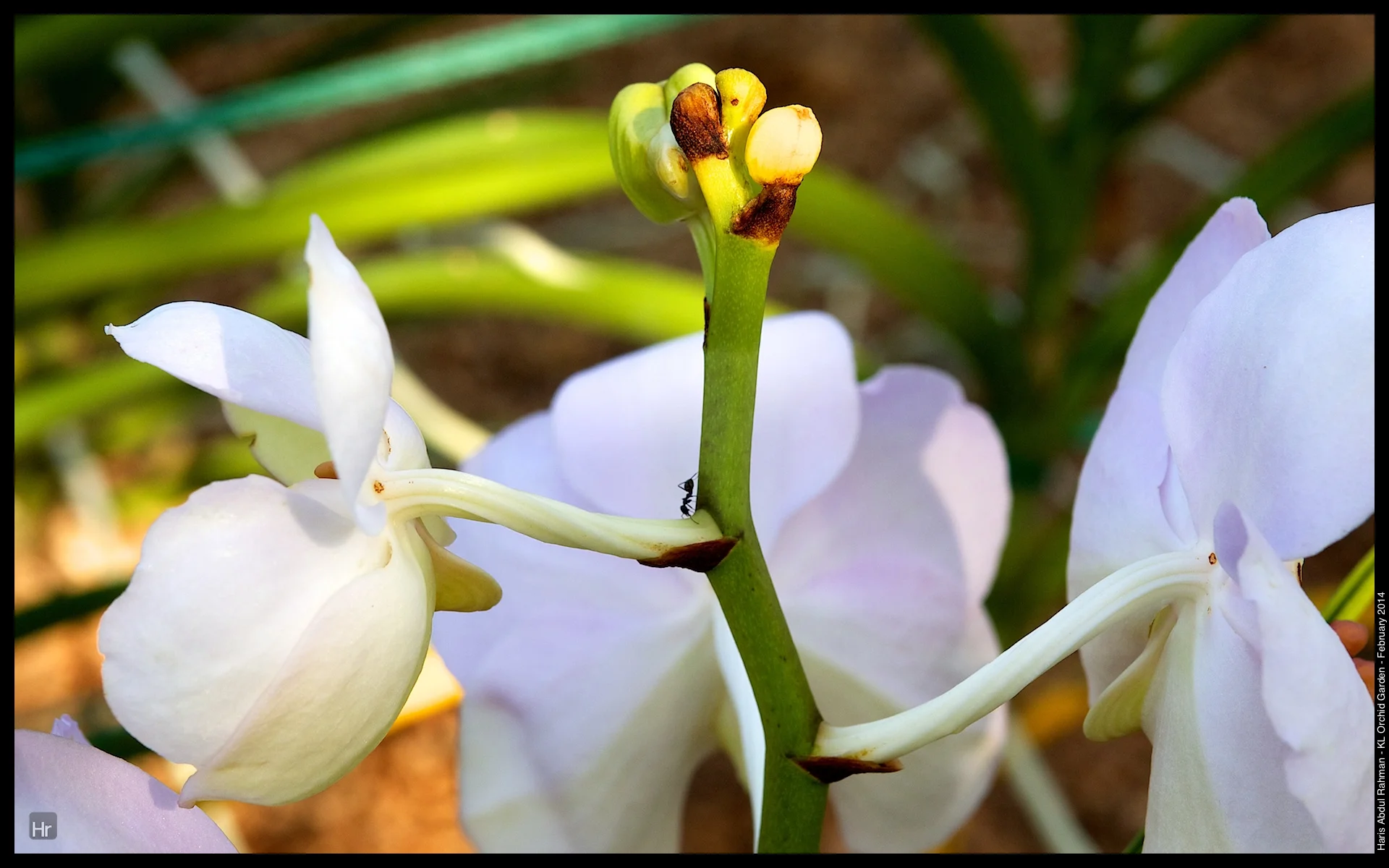 140223 Orchid Garden 11.jpg