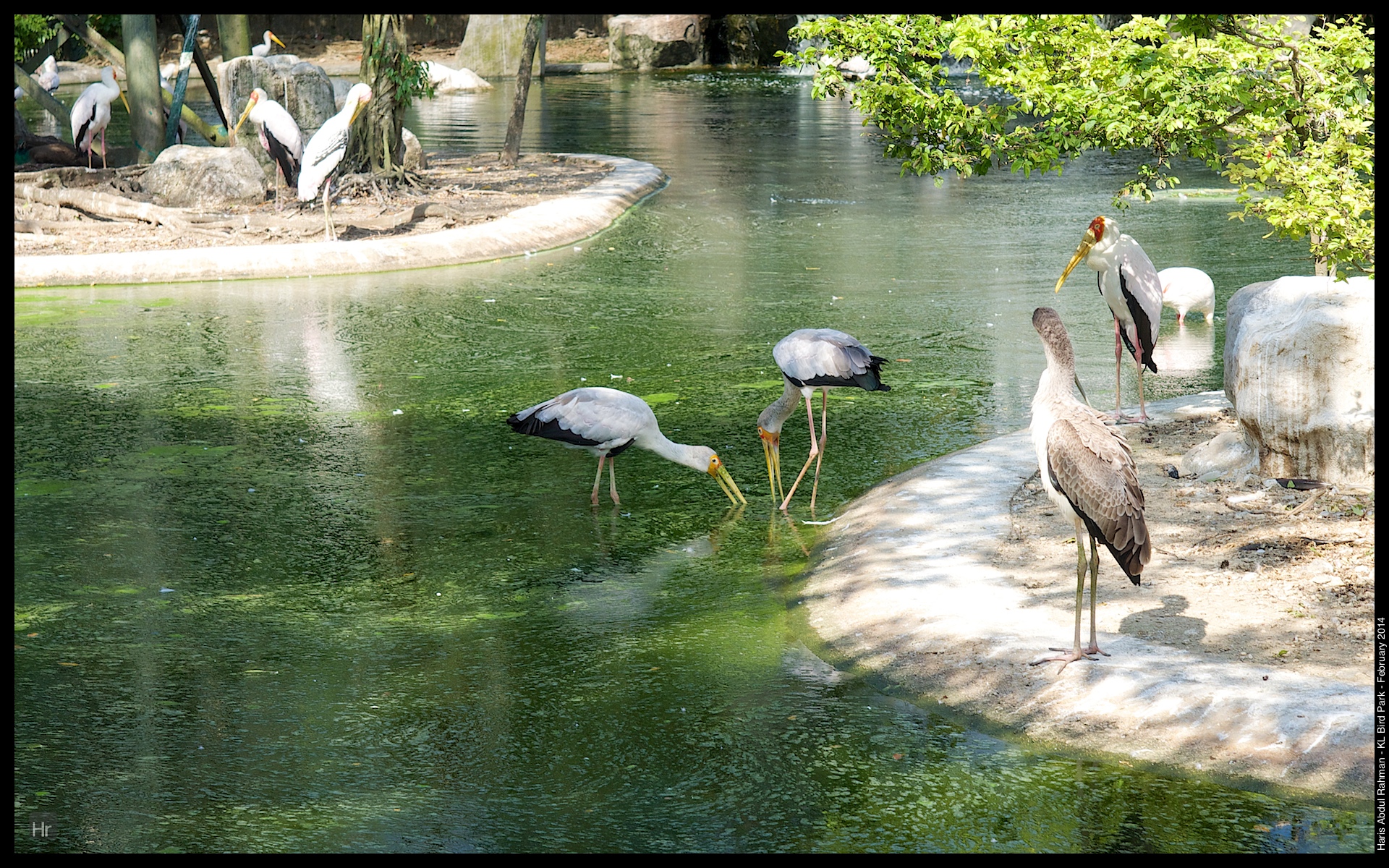 140223 KL Bird Park 18.jpg