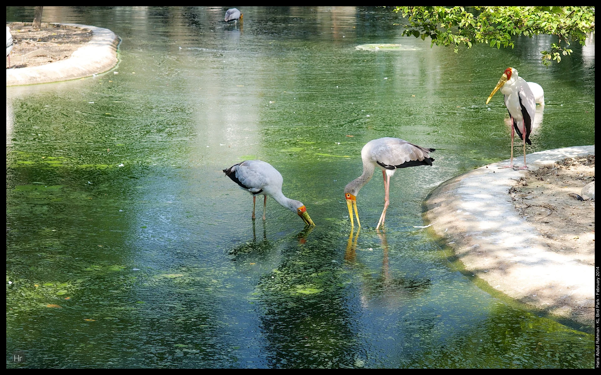 140223 KL Bird Park 20.jpg