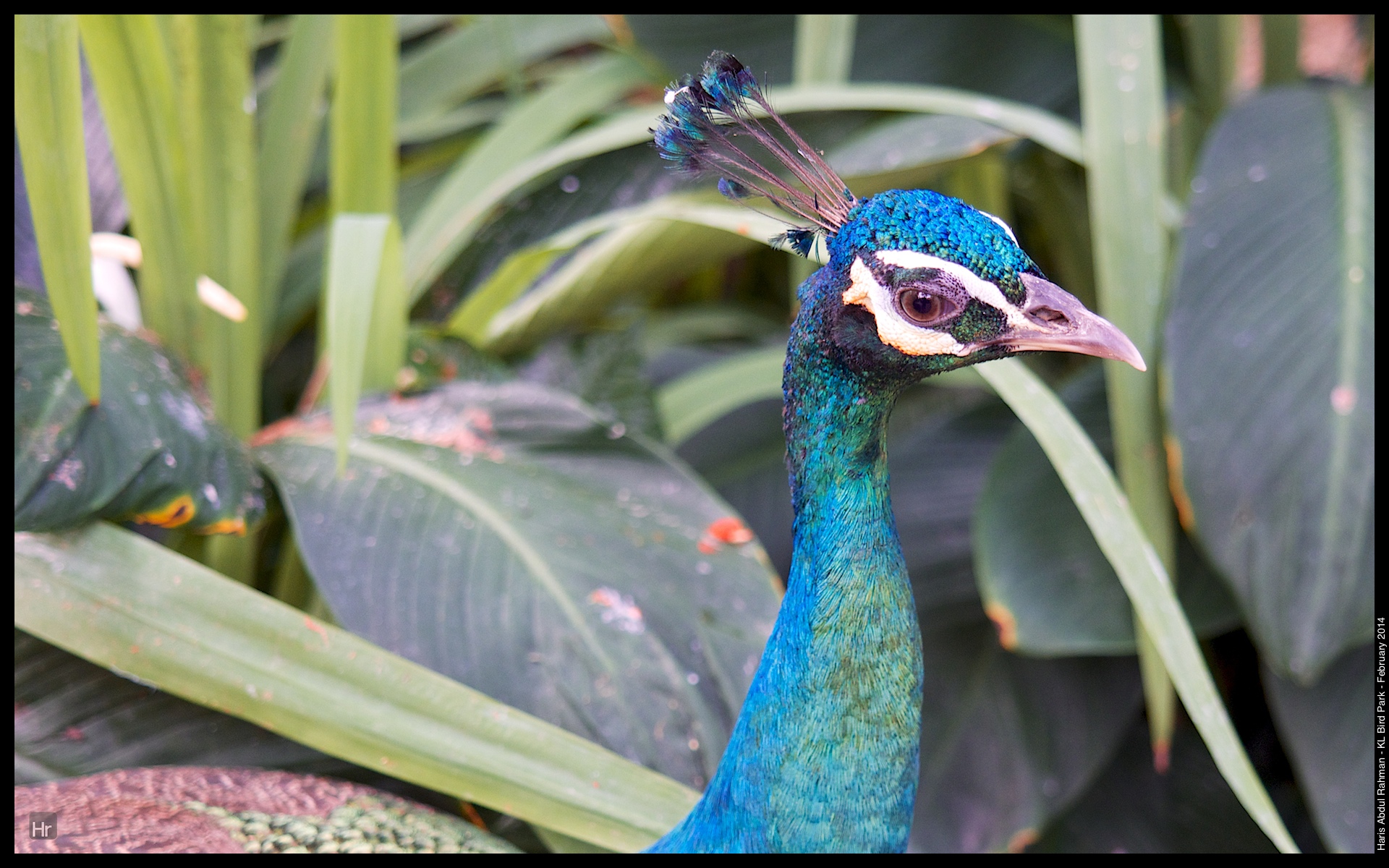 140223 KL Bird Park 23.jpg