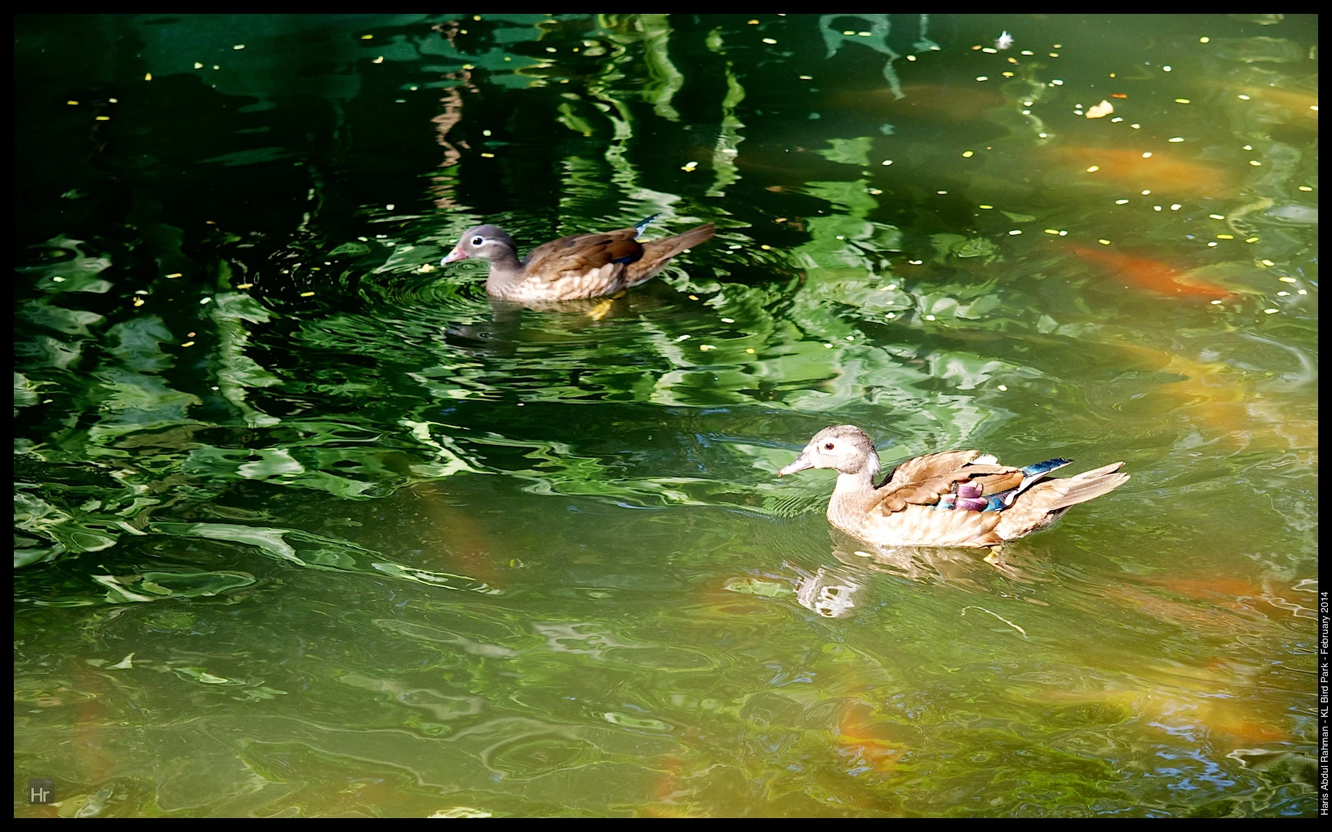 140223 KL Bird Park 21.jpg